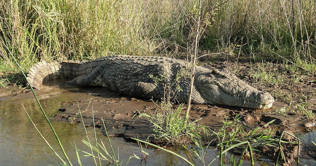 croco.jpg?resize=412,275 - Espagne: un crocodile du Nil a été aperçu dans un fleuve