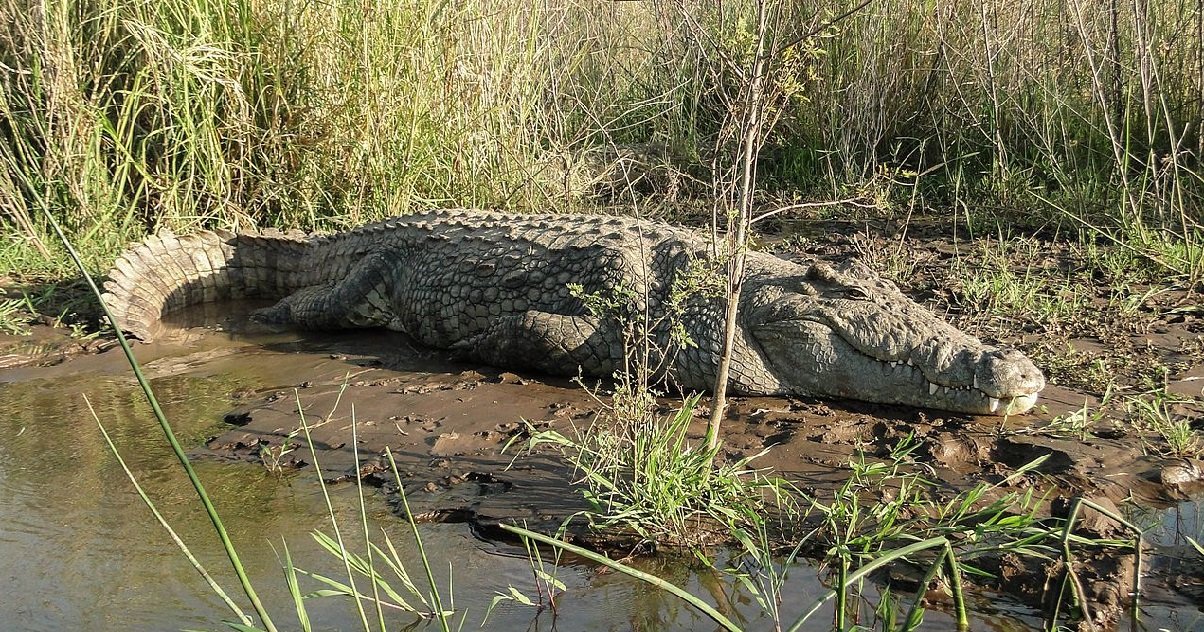 croco.jpg?resize=412,232 - Espagne: un crocodile du Nil a été aperçu dans un fleuve