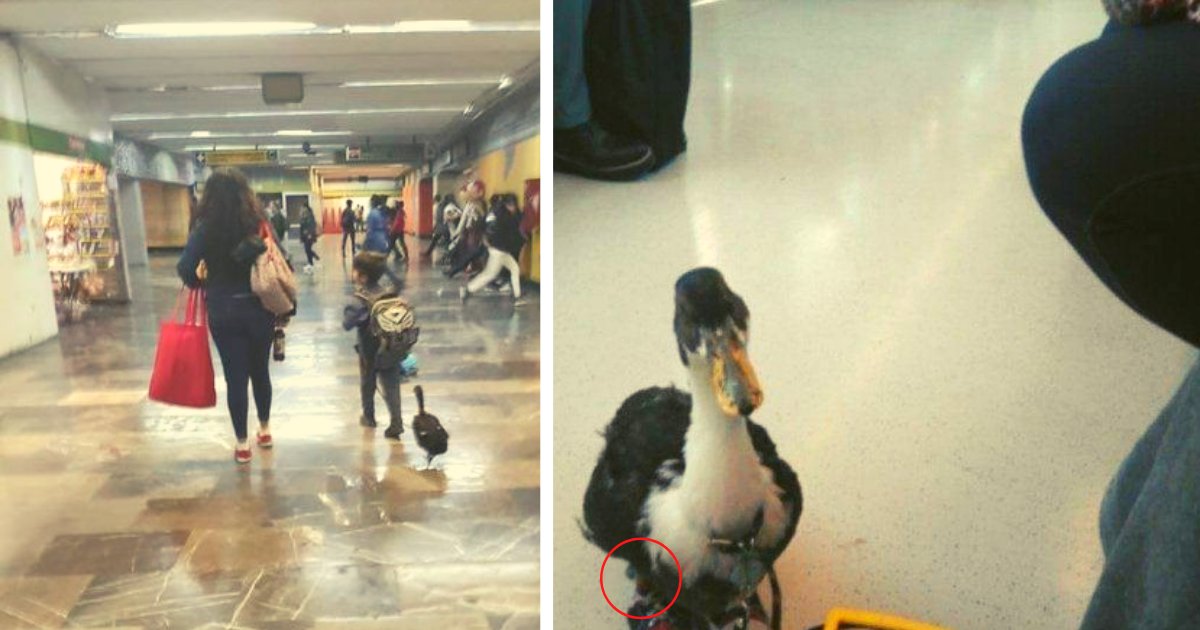 diseno sin titulo 121.png?resize=412,275 - Pasajeros Quedan Impresionados Tras Ver A Un Pato Con Zapatos Junto A Un Pequeño En El Metro