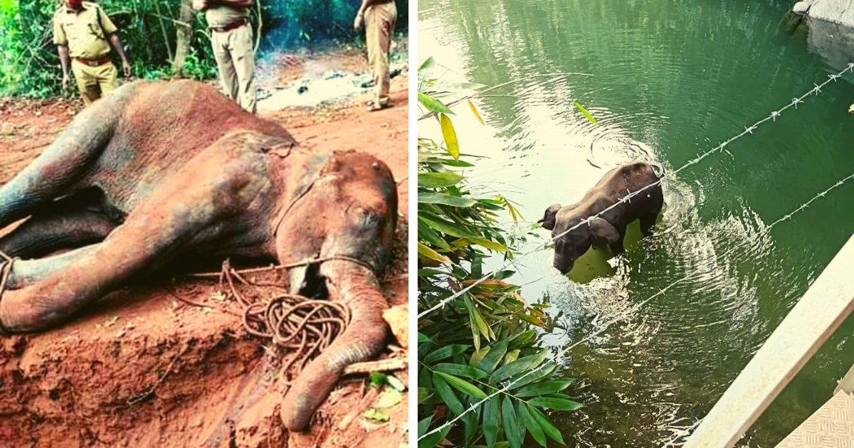 diseno sin titulo 30.png?resize=1200,630 - Elefanta Embarazada Pierde La Vida Después De Que Le Dieran Fruta Con Explosivos Dentro
