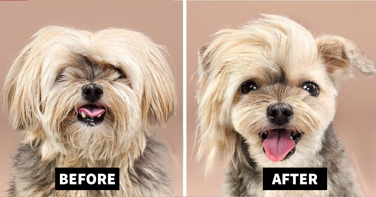 dog grooming.jpg?resize=412,275 - Before And After Dog Grooming Pictures That Will Make Your Day