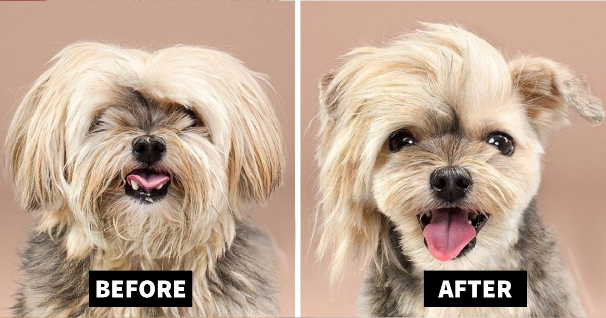 dog grooming.jpg?fit=1024%2C538&ssl=1&strip=all - Before And After Dog Grooming Pictures That Will Make Your Day