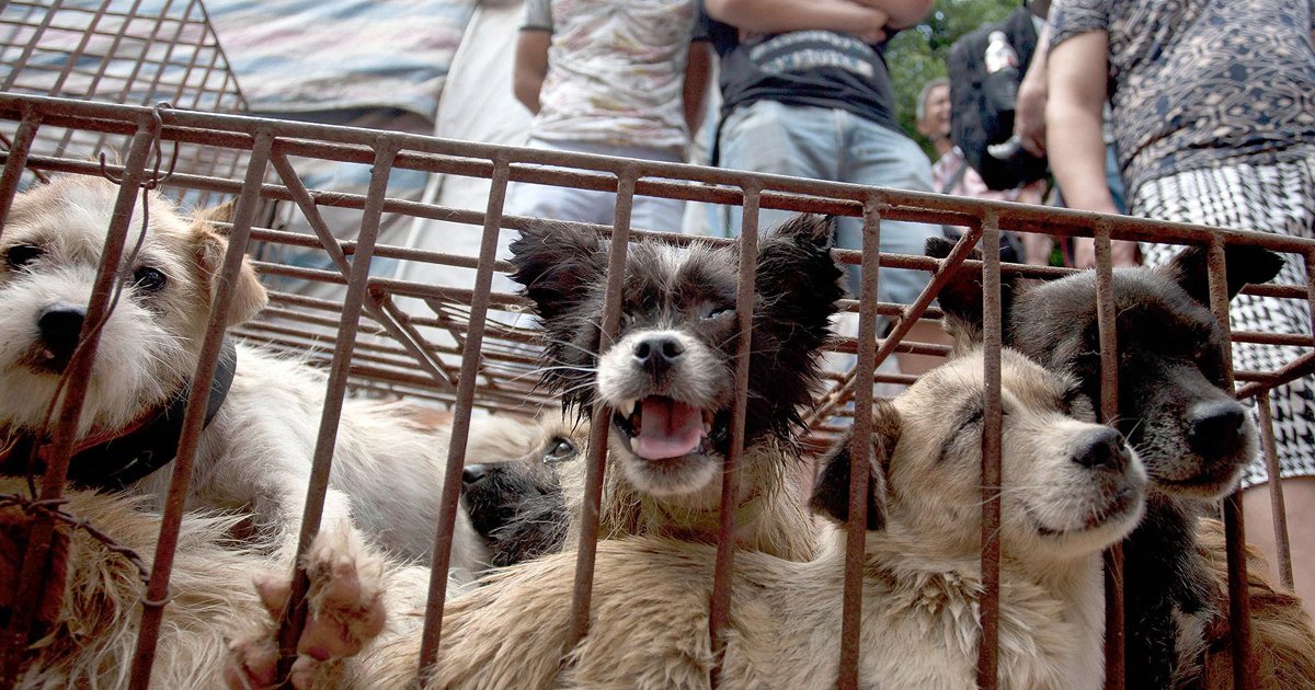 dog meat.jpg?resize=412,232 - China's Annual Dog-meat Festival Opens Despite New Pushes From The Government