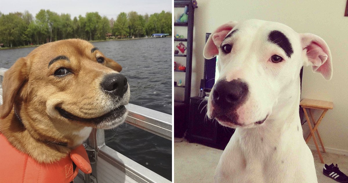dogs with eyebrows.jpg?fit=1024%2C538&ssl=1&strip=all - 20 Dogs With Eyebrows Pictures That Are Weirdly Fascinating