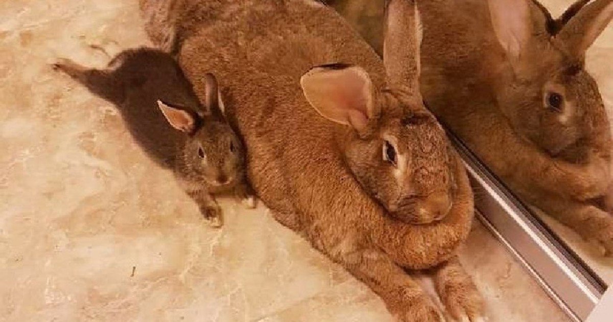 fgsdgsg 1.jpg?fit=1024%2C538&ssl=1&strip=all - Tiny Rabbit’s Love Story With Giant Girlfriend Proves Love Is Blind