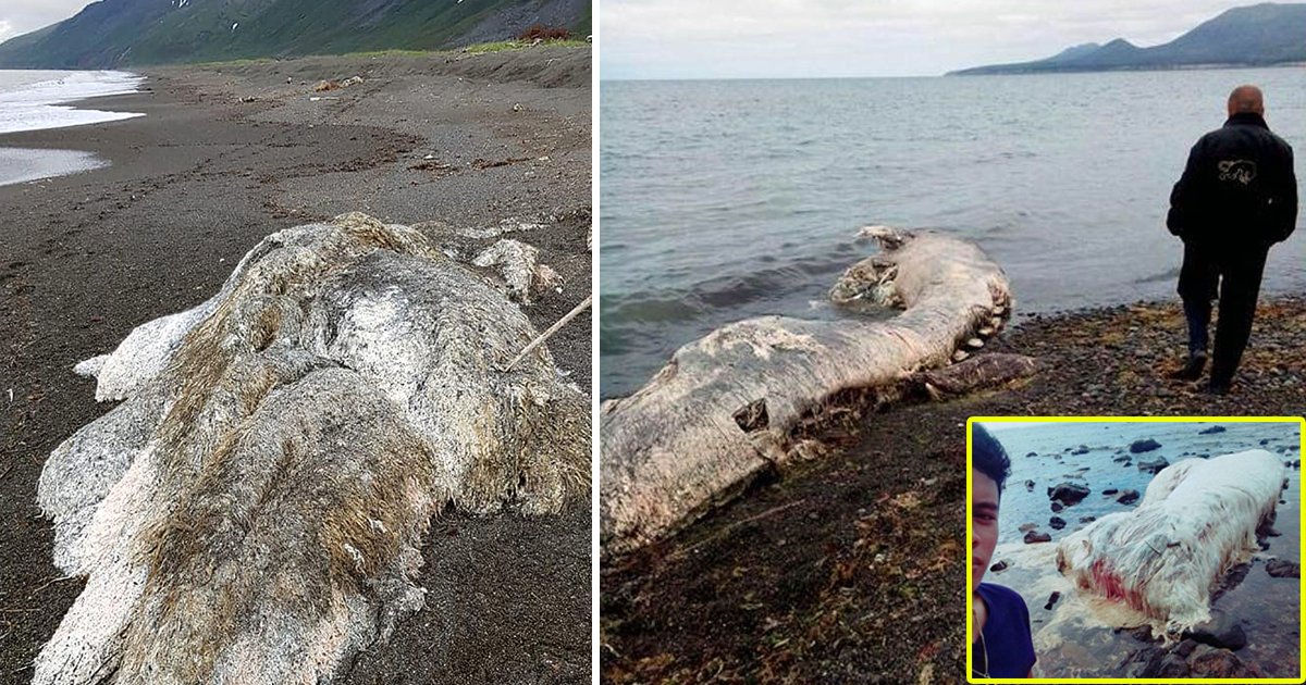 giant hairy creature.jpg?resize=412,232 - Giant Hairy Sea Creature Found by Scientists in Philippines