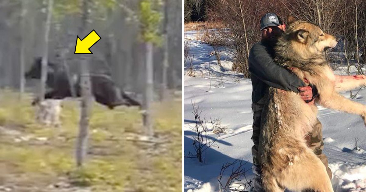 giant wolf.jpg?resize=1200,630 - Terrifying Footage Of Huge Wolf Attacking Dog Goes Viral