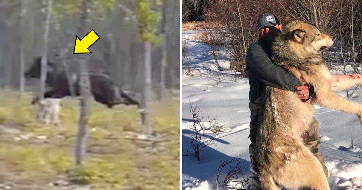 giant wolf.jpg?fit=1024%2C538&ssl=1&strip=all - Terrifying Footage Of Huge Wolf Attacking Dog Goes Viral