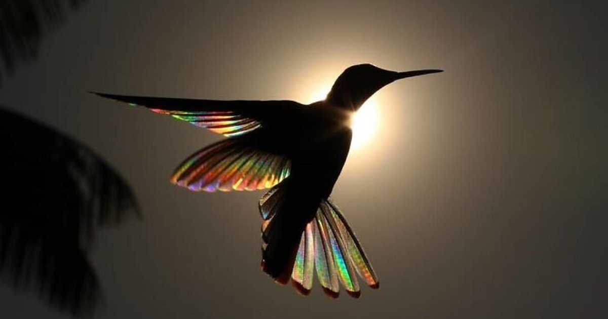 hummingbird10.png?resize=1200,630 - 9 Utterly Beautiful Photos Of Hummingbirds' Wings Glistening Like Rainbows