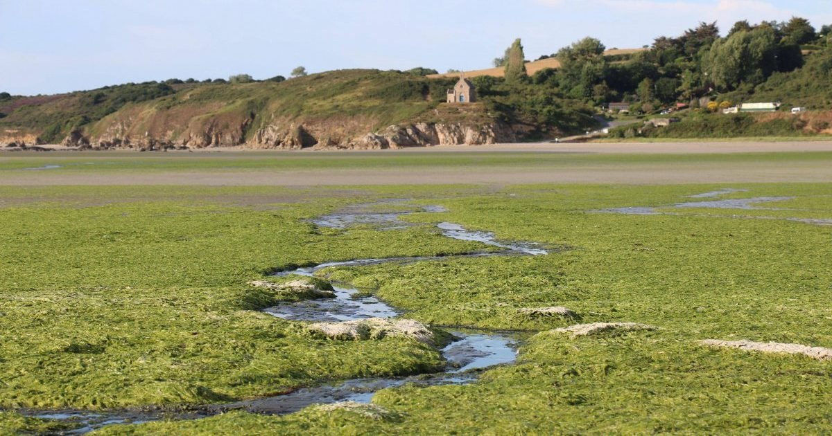 maxnewsworldfour317372 3159267 e1591820389472.jpg?resize=412,232 - Cette année encore, les algues vertes sont de retour en Bretagne