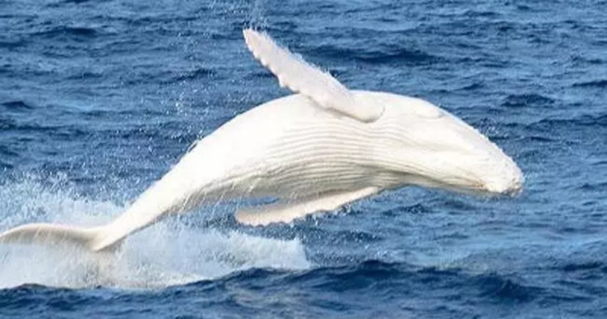 migaloo7.png?resize=1200,630 - Famous All-White Humpback Whale Migaloo Has Been Spotted Heading North Along East Coast Of Australia