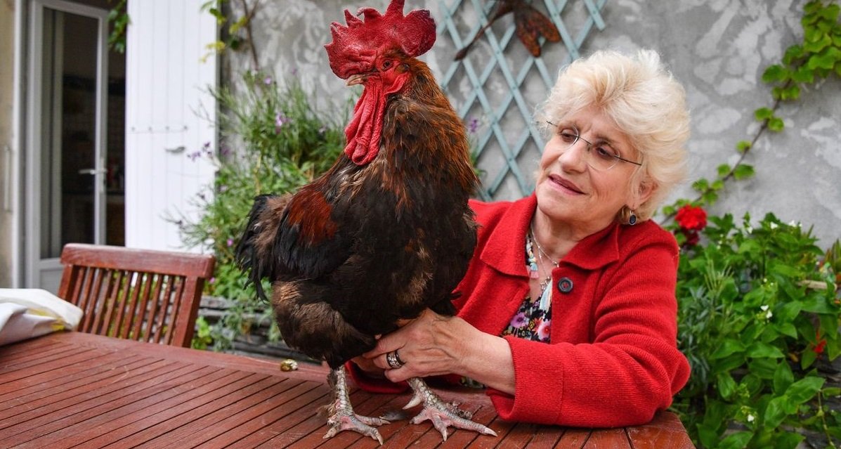 momo.jpg?resize=412,275 - Disparition: Maurice, le célèbre coq de l'Île d'Oléron est mort