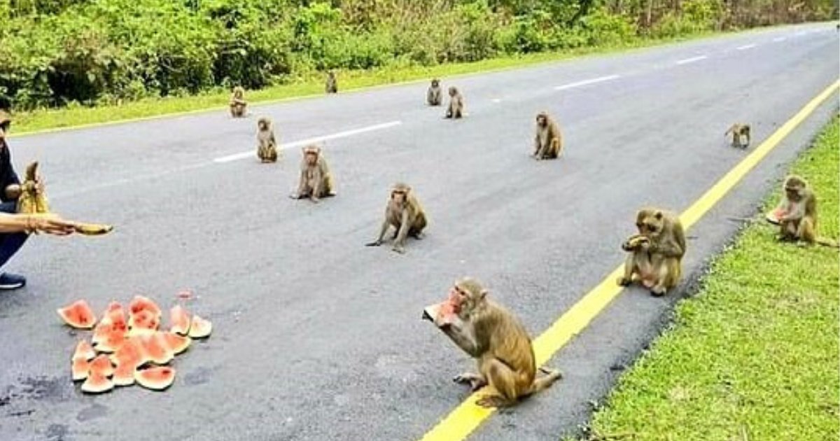 monkeys5.png?resize=1200,630 - Law-Abiding Monkeys Practice Social Distancing As They Wait For Snacks