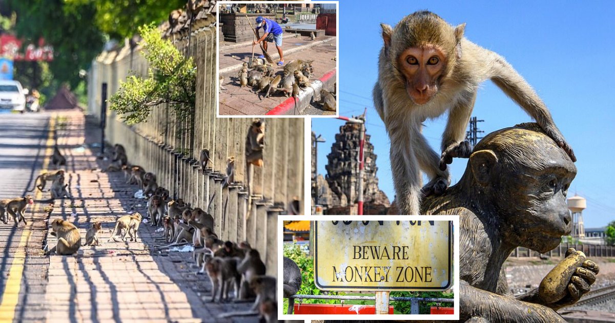 monkeys6.png?resize=412,275 - Humans Fight To Reclaim City From Monkeys Ruling The Streets And Attacking People