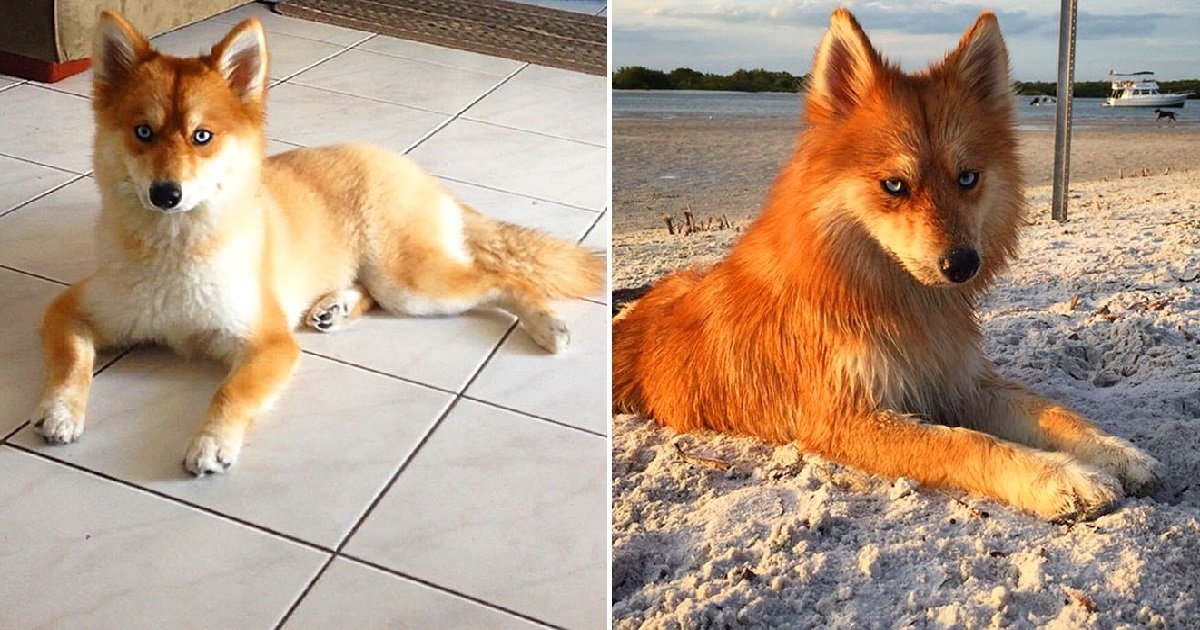 mya.jpg?resize=1200,630 - Faites connaissance avec Mya, un pomsky qui est certainement le plus beau chien de la planète !