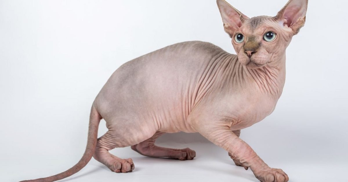 10 Photos De Sphynx Ce Chat Venu De L Espace Ou Des Entrailles De La Terre Vonjour