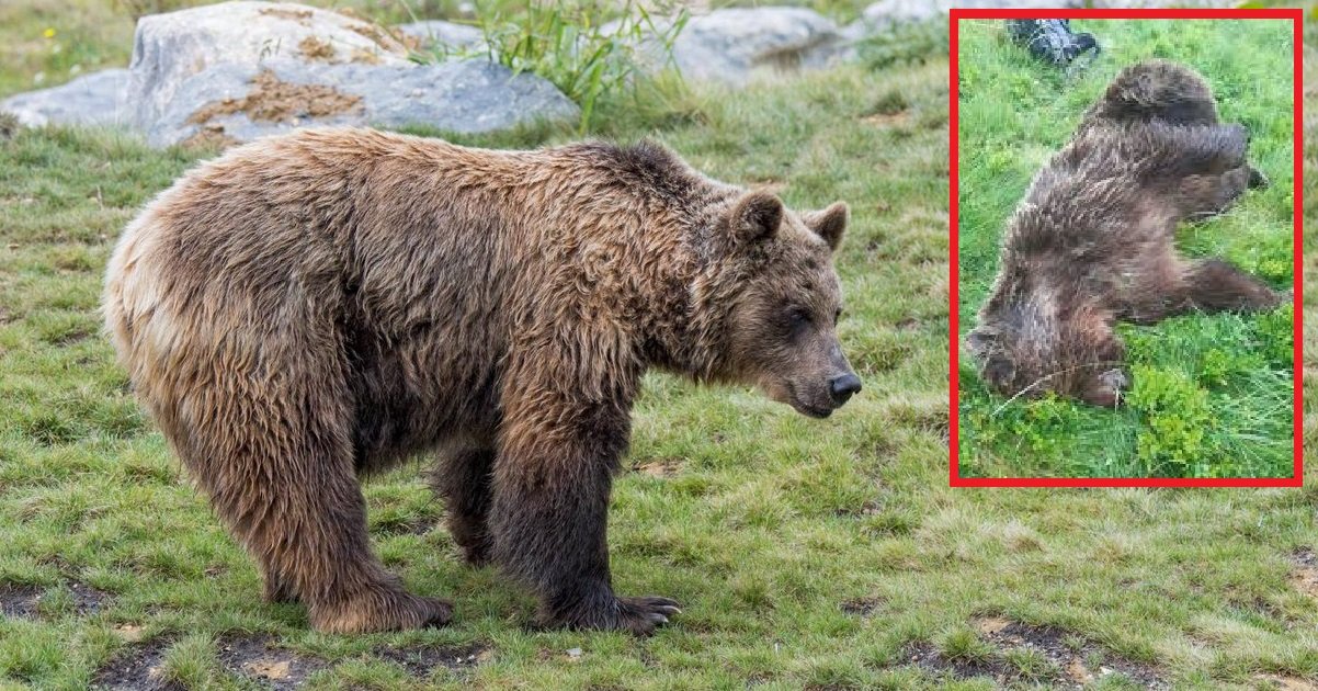 ours 1.jpg?resize=412,275 - Ours tué en Ariège: si vous avez des informations sur le tueur, la récompense est maintenant de 30.000 euros