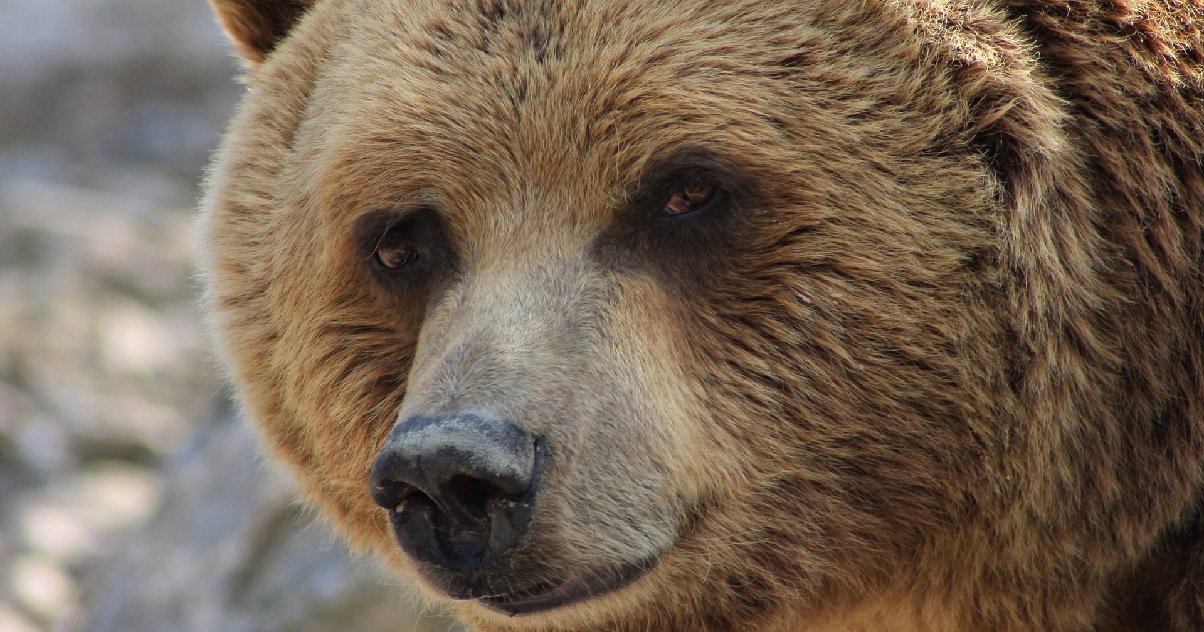 ours 2.jpg?resize=1200,630 - Italie: deux hommes ont été attaqués par un ours dans les montagnes des Dolomites
