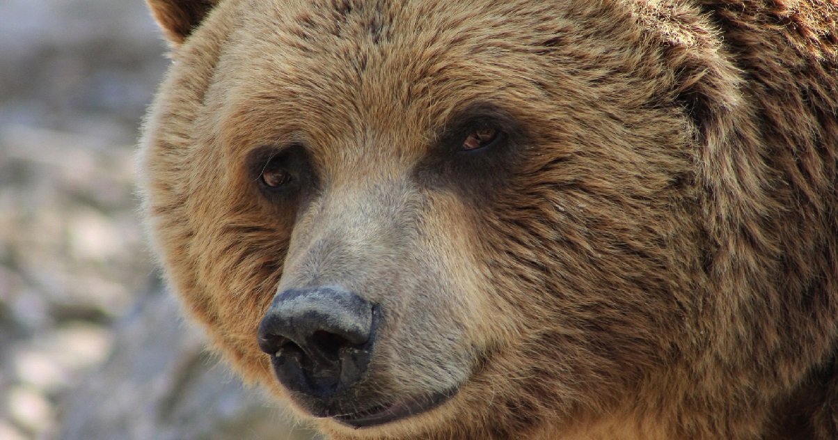 ours 2.jpg?resize=412,275 - Italie: deux hommes ont été attaqués par un ours dans les montagnes des Dolomites