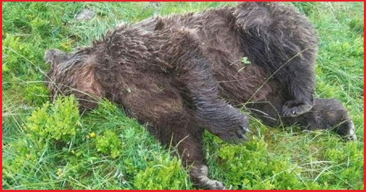 ours.jpg?resize=1200,630 - Un ours a été retrouvé tué par balles en Ariège et c'est l'État va porter plainte