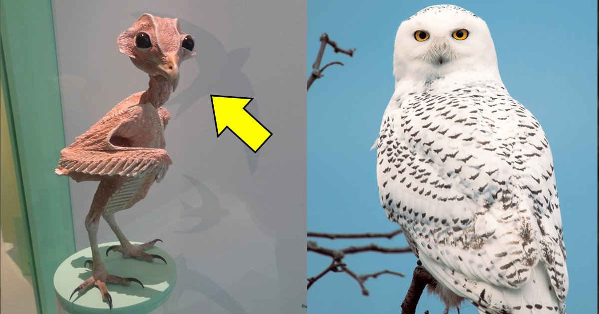 owl without feathers.jpg?resize=412,275 - Why This 'Naked' Owl Without Feathers Is Breaking The Internet