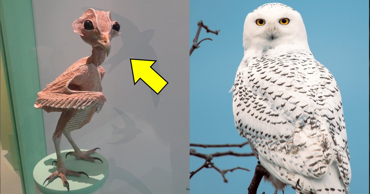 owl without feathers.jpg?fit=1024%2C538&ssl=1&strip=all - Why This 'Naked' Owl Without Feathers Is Breaking The Internet