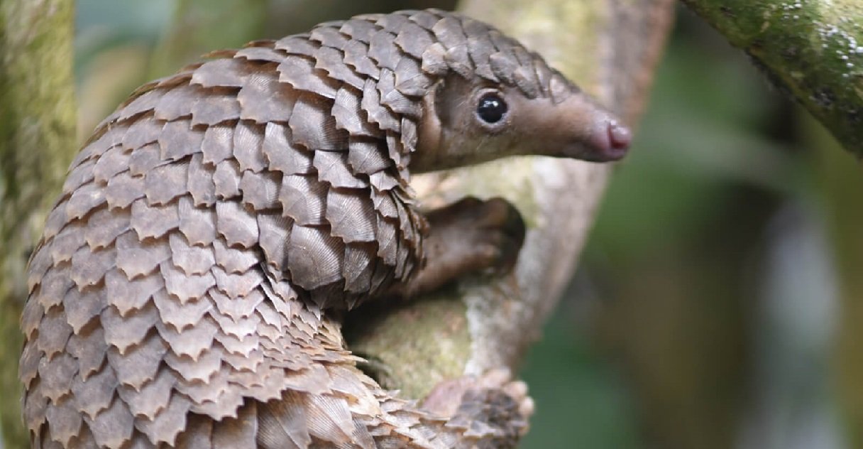 pangolin.jpg?resize=412,275 - Chine: le pangolin est officiellement un animal protégé et n'est plus considéré comme un médicament