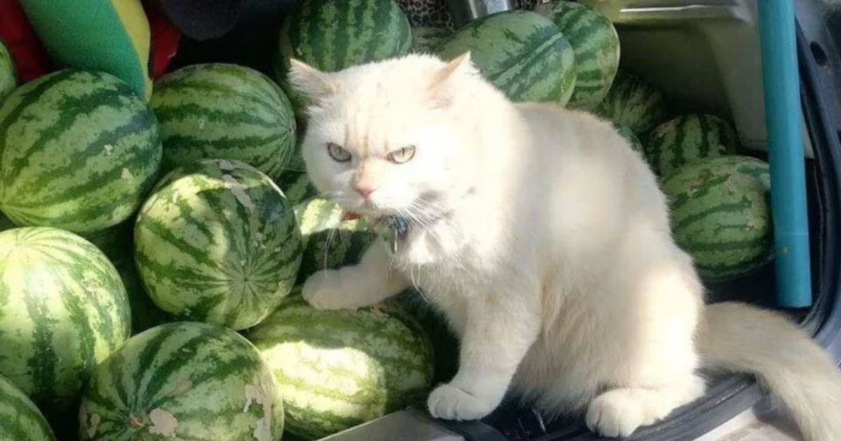 pearl12.png?resize=1200,630 - Meet Pearl, The Angry-Looking Cat That Supervises Watermelons For Almost 6 Years! 10+ Photos