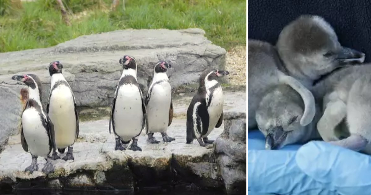 penguins.png?resize=1200,630 - Supermarket Giant Adopts All Of The Humboldt Penguins As Chester Zoo Struggles To Make Ends Meet During Pandemic