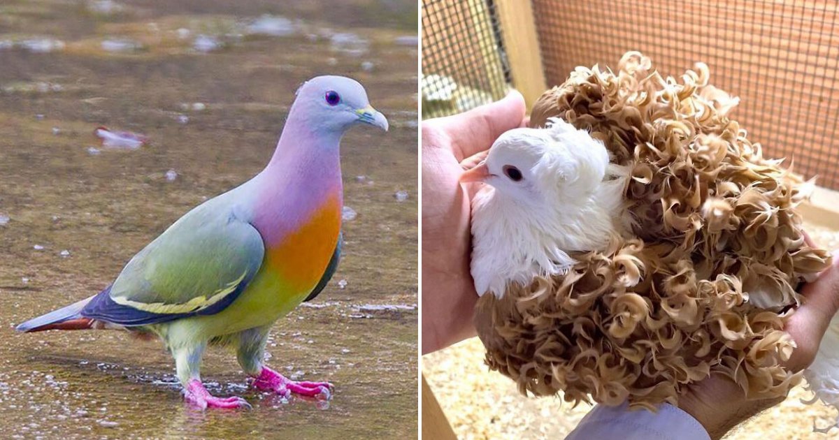 pigeons1.png?fit=1024%2C538&ssl=1&strip=all - 20 Most Beautiful Types Of Pigeons In The World