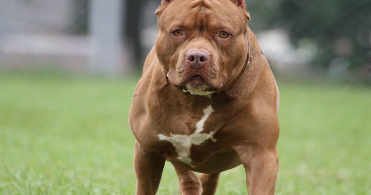 pitbull.jpeg?resize=412,275 - Gard: une femme de 75 ans est dans un état critique après avoir été attaqué par un pitbull