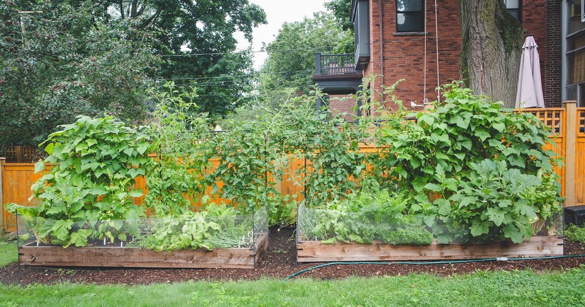 potager.jpg?resize=412,275 - Nantes: un potager géant a été créé pour lutter contre la précarité