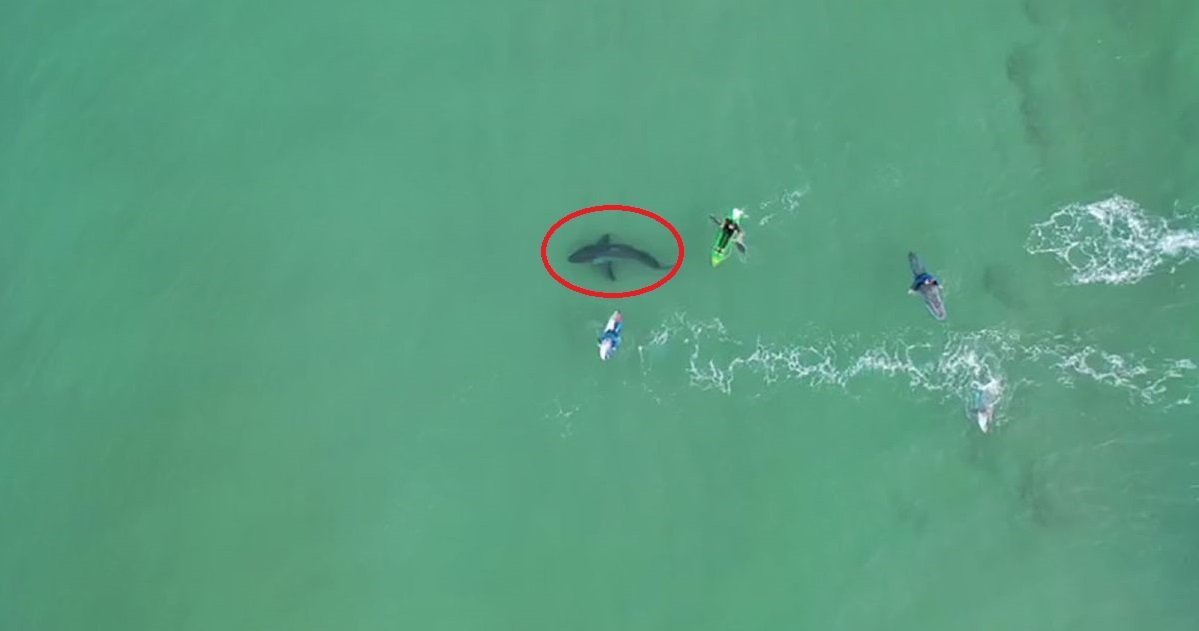 requin.jpg?resize=412,275 - Afrique du Sud: un grand requin blanc a été filmé tout près d'un groupe de surfeur