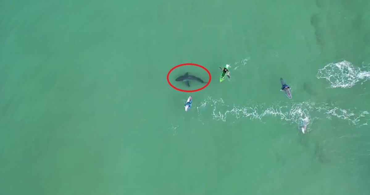 requin.jpg?resize=412,232 - Afrique du Sud: un grand requin blanc a été filmé tout près d'un groupe de surfeur