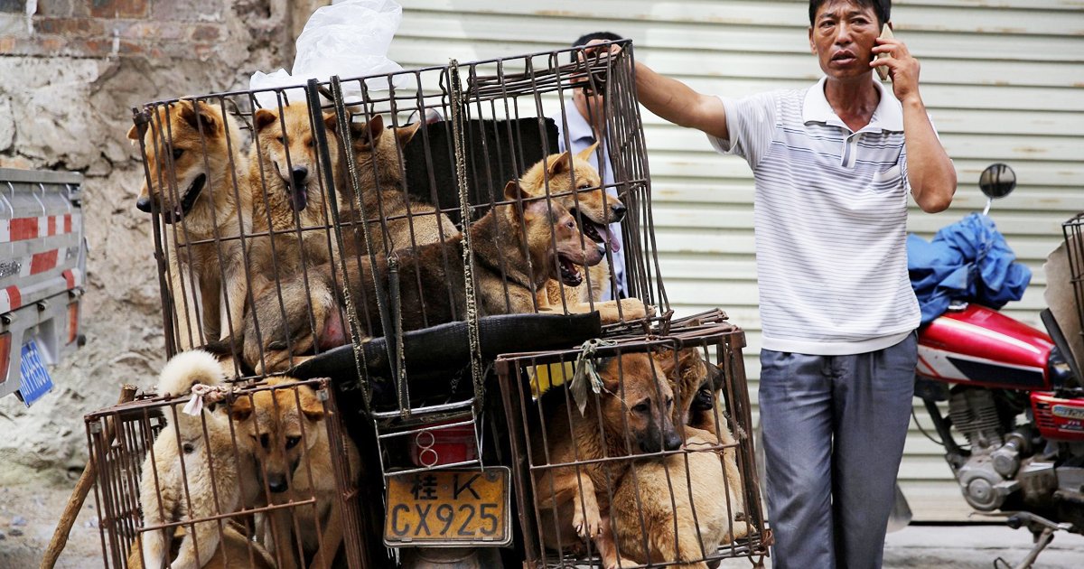sdfsdfsdf.jpg?resize=1200,630 - Chinese Wet Markets Are Selling Dog Meat Ahead of Yulin Festival Despite 'Companion Animal' Status