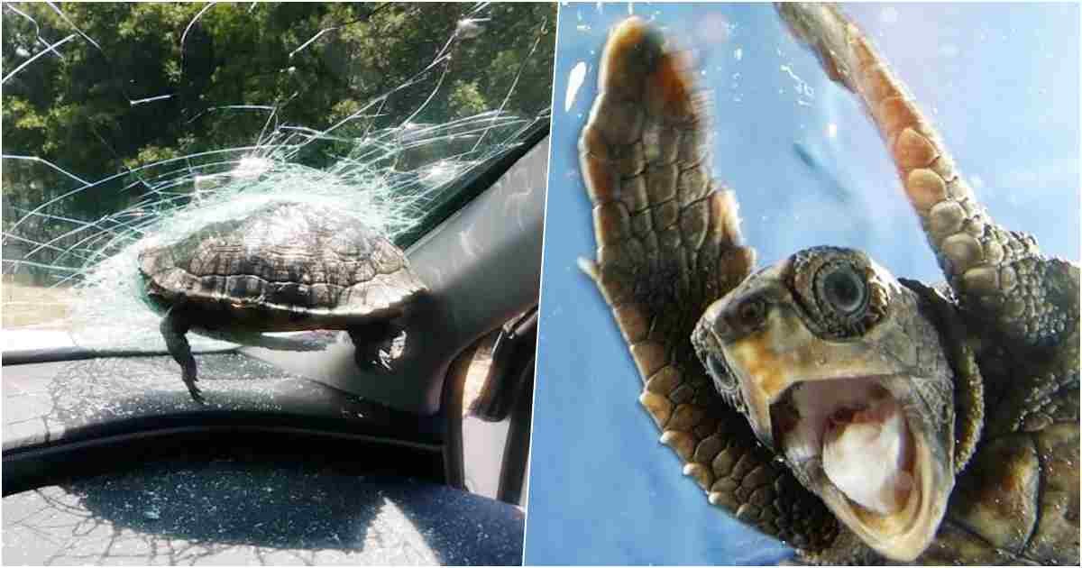 thumbnail 2.jpg?resize=1200,630 - Battle of The Century: Turtle vs. Car