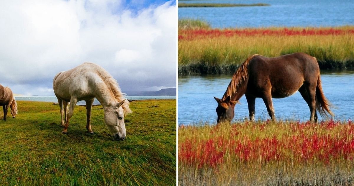 untitled design 1 1.jpg?resize=1200,630 - Hundreds Of Wild Horses Are Facing Grim End After Officials Approved Culling
