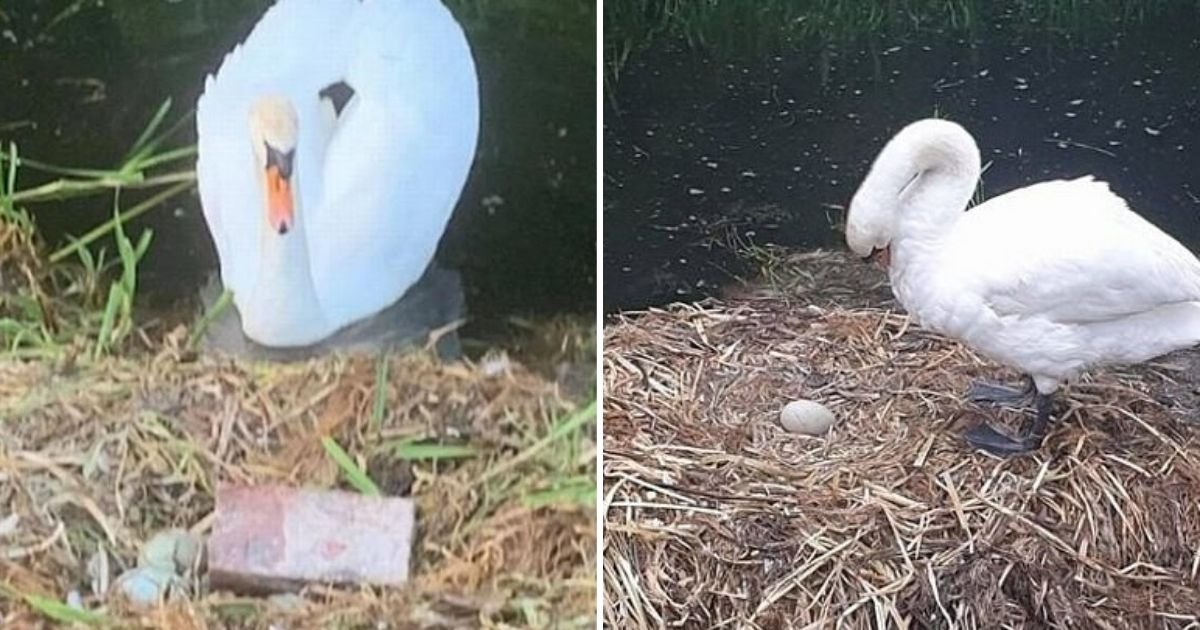 untitled design 19.jpg?resize=1200,630 - Mother Swan Died From Broken Heart After Teens Destroyed Her Nest