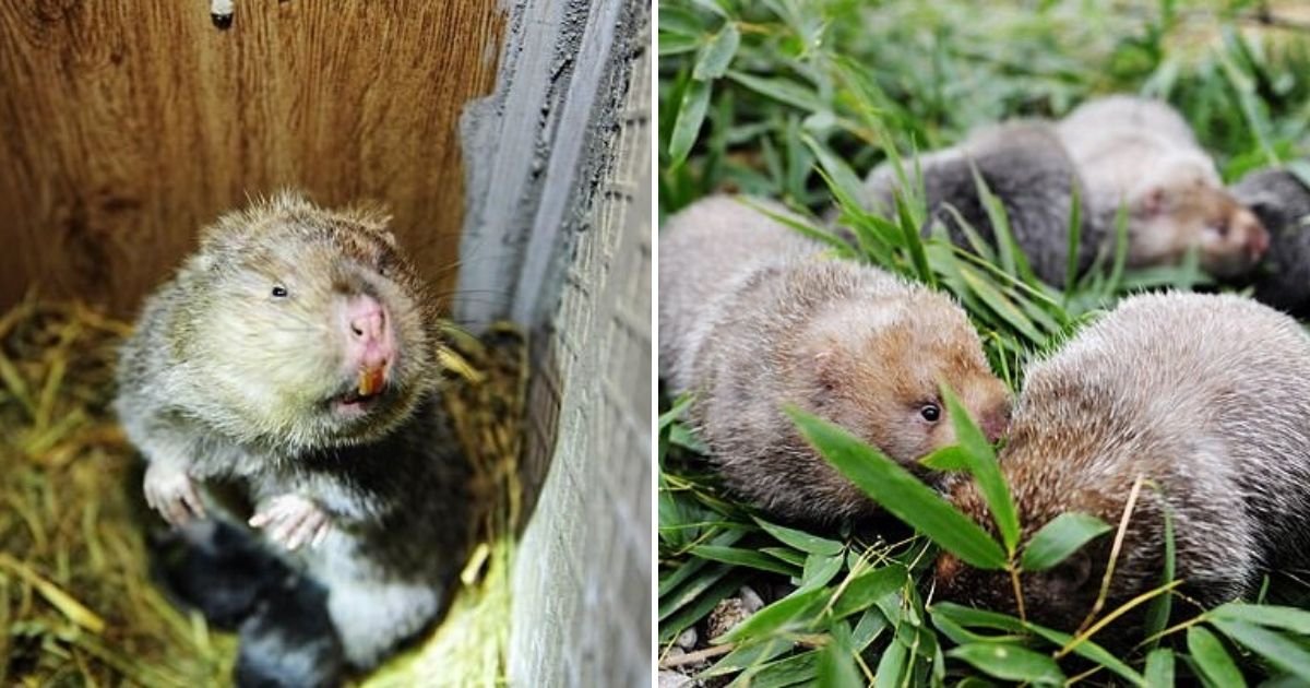 untitled design 7 3.jpg?resize=412,275 - Authorities Seized Hundreds Of Rats From Farmer And Buried Them Amid Coronavirus Fears