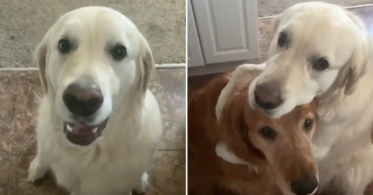 watson4.png?resize=1200,630 - ‘A Dog’s Way Of Saying Sorry’ Golden Retriever Apologizes To His Brother For Stealing His Treat