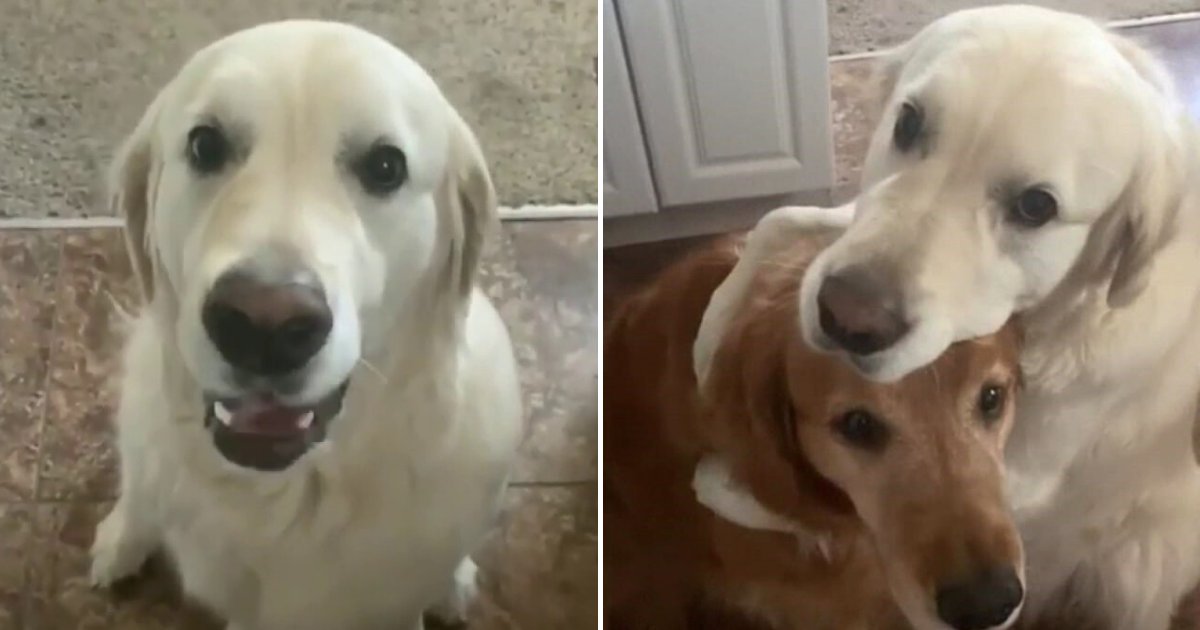 watson4.png?resize=412,275 - ‘A Dog’s Way Of Saying Sorry’ Golden Retriever Apologizes To His Brother For Stealing His Treat