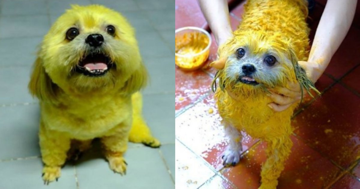 yellow.png?resize=412,275 - 愛犬が黄色にカラーリング？ネット上で「動物虐待だ！」と指摘されるも飼い主が号泣している理由