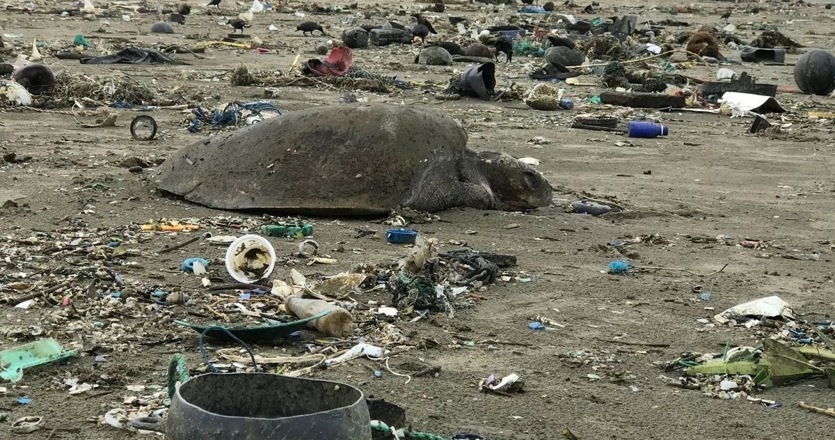 0014cfaa 1600 e1595005415767.jpg?resize=1200,630 - Pollution : Au Bangladesh, des vagues de déchets plastiques tuent les tortues