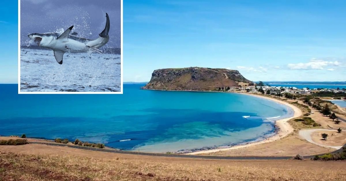 1 105.jpg?resize=1200,630 - Niño Pequeño Fue Mutilado Por Un Tiburón Que Saltó Fuera Del Agua Y Lo Agarró Mientras Estaba Pescaba