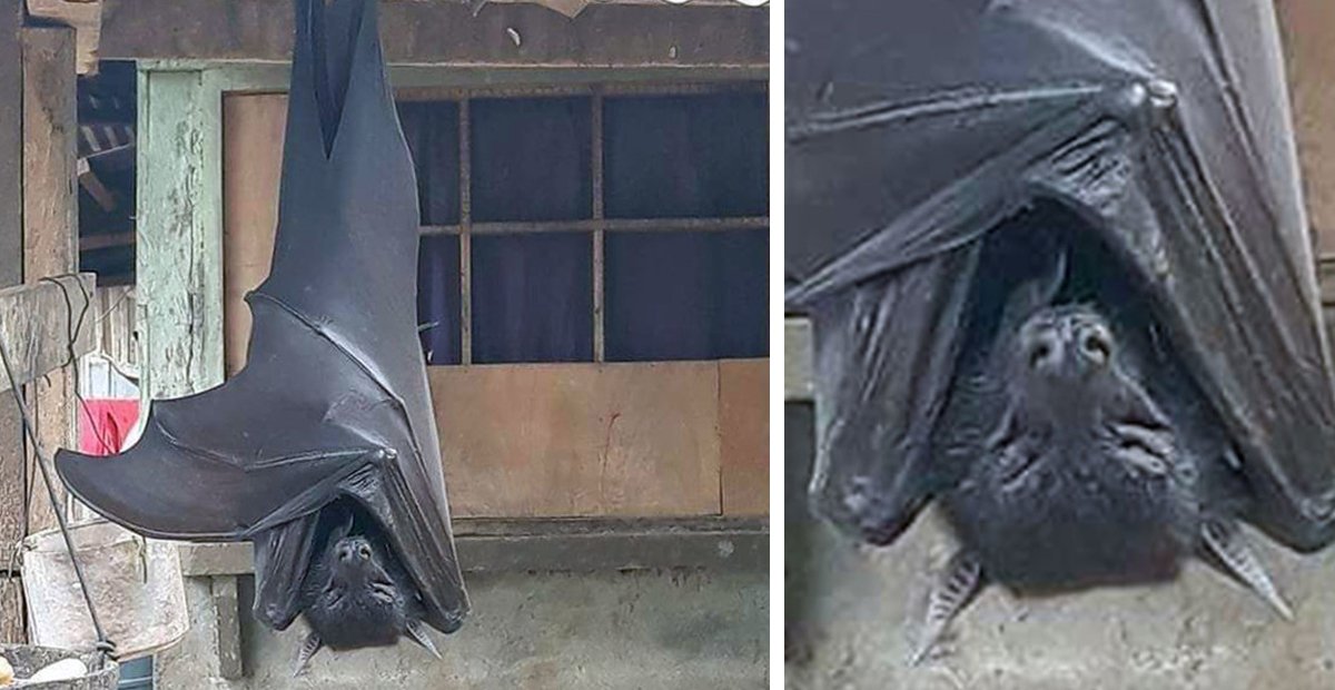 1 29.jpg?resize=1200,630 - Descubren "Murciélago De Tamaño Humano" En Filipinas Y Sus Fotos Están Impactando A Todos