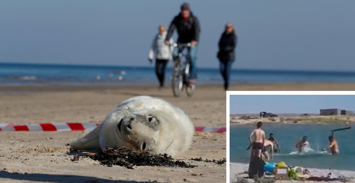 1 66.jpg?resize=1200,630 - Foca Es "Apaleada" Por Turistas Hasta Quedar Inconsciente Para Que Los Niños Puedan Tomarse Fotos Con Ella Y Queda Filmado