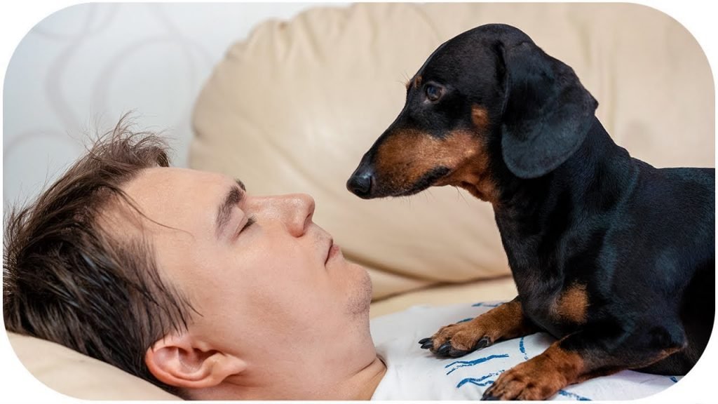 cute oldest dachshund