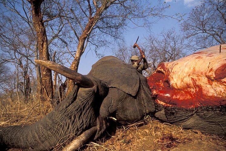 Mueren 275 elefantes en circunstancias misteriosas al norte de ...