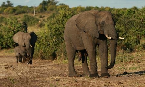 Mueren en extrañas circunstancias cientos de elefantes en Botswana