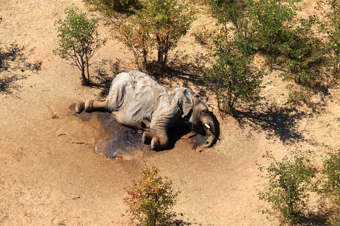 Misteriosa muerte de al menos 275 elefantes en Botsuana